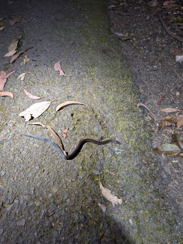 Southern Dwarf Crowned Snake sighting