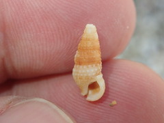 Cerithium lutosum