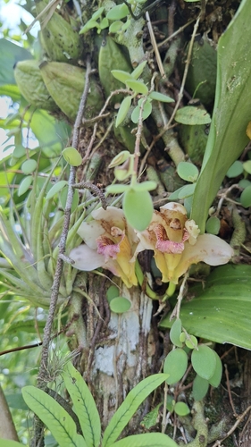 Bifrenaria harrisoniae