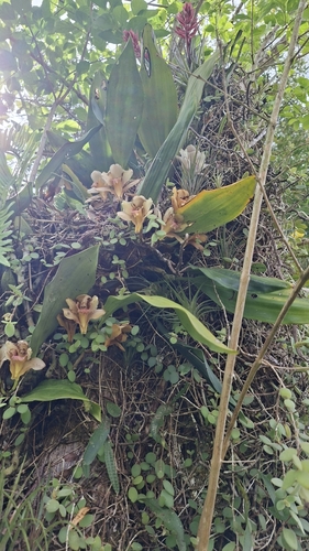 Bifrenaria harrisoniae, photograph 2