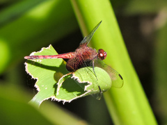 Erythrodiplax fervida