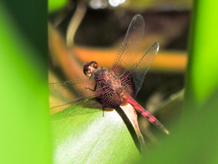 Erythrodiplax fervida