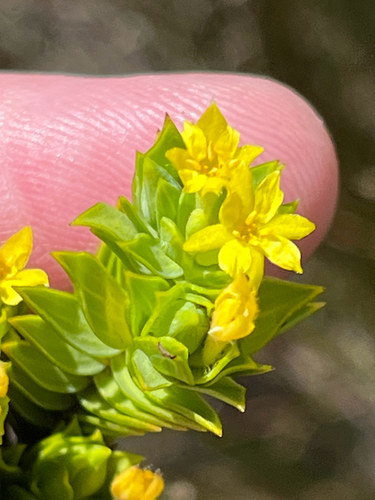 Prickly Capesaffron (Gnidia styphelioides)