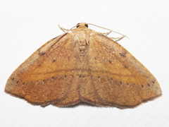 Planolocha obliquata