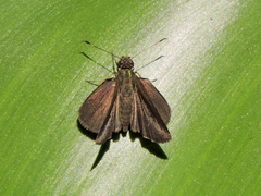 Synapte pecta