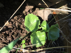 Umbilicus intermedius