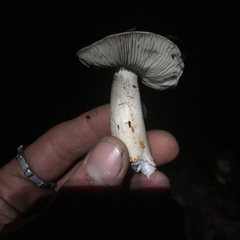 Tricholoma griseoviolaceum