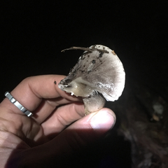 Tricholoma griseoviolaceum
