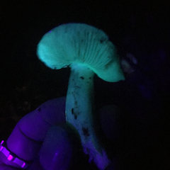 Tricholoma griseoviolaceum