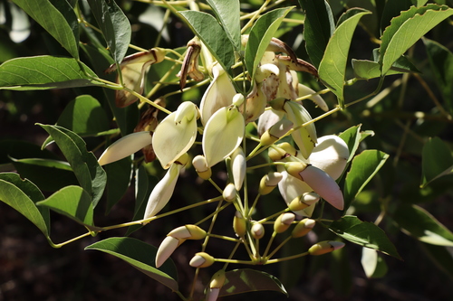 Erythrina crista-galli