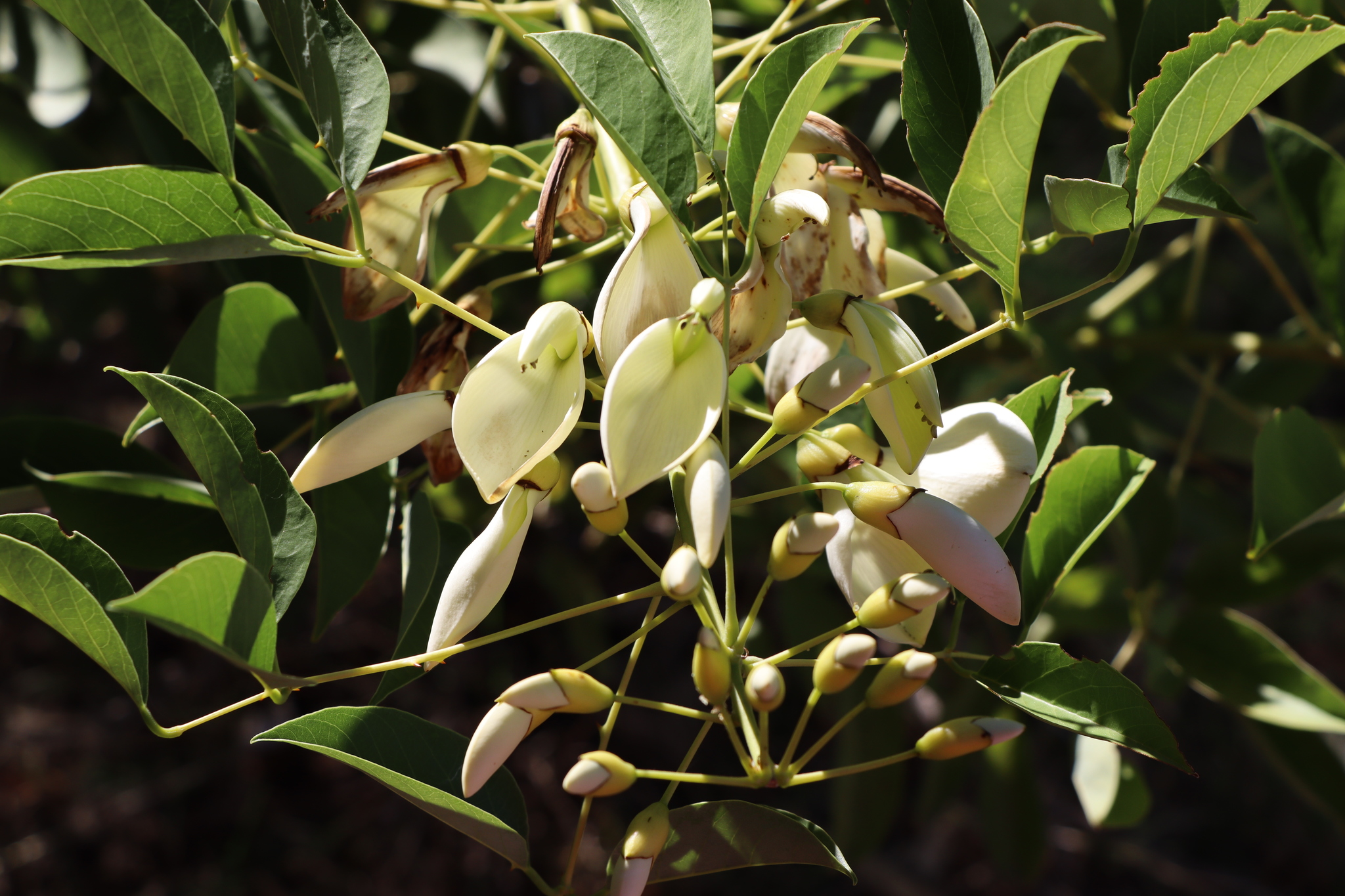 Colorín de Seda (Erythrina crista-galli) · Natusfera