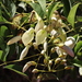 Erythrina crista-galli leucochlora - Photo (c) Florencia Grattarola, algunos derechos reservados (CC BY), uploaded by Florencia Grattarola