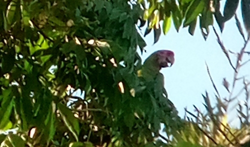 Military Macaw