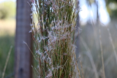 Schizachyrium microstachyum
