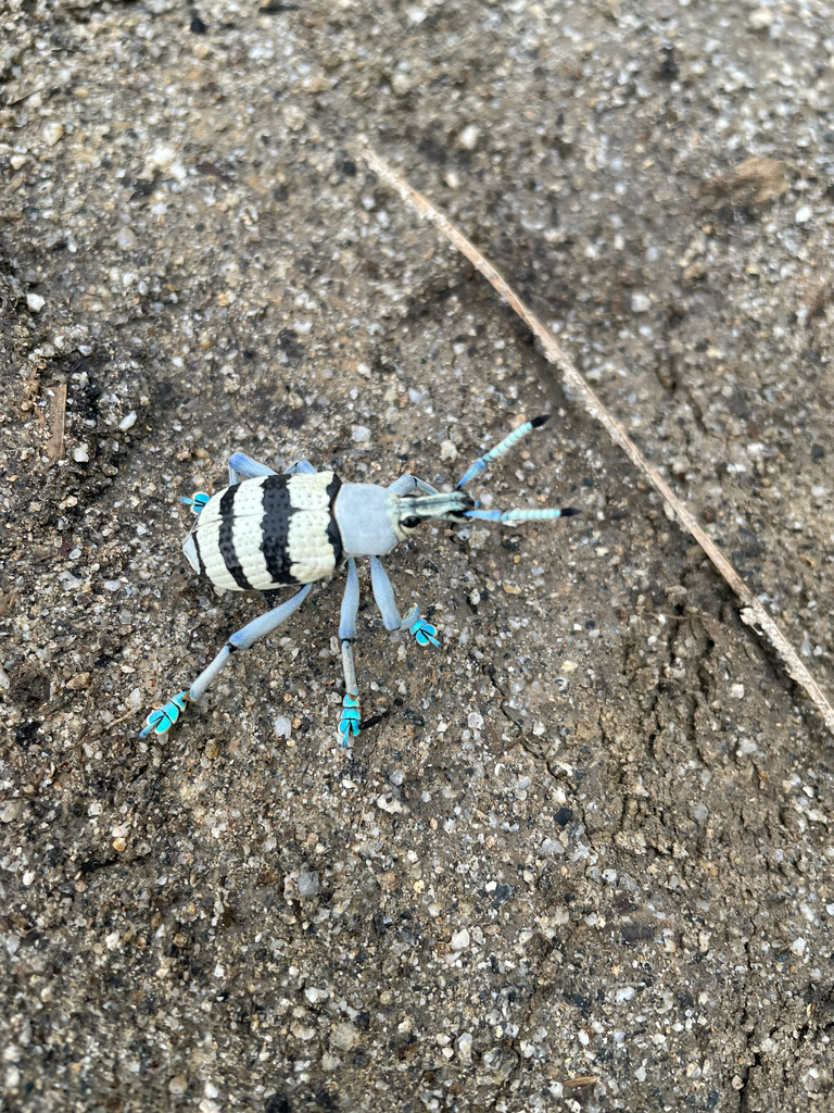 Eupholus vehti