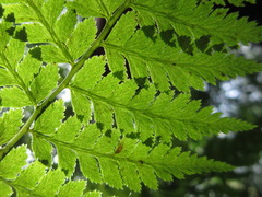 Athyrium yokoscense