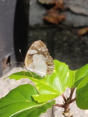 Janatella leucodesma