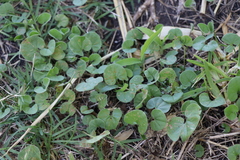 Dichondra microcalyx