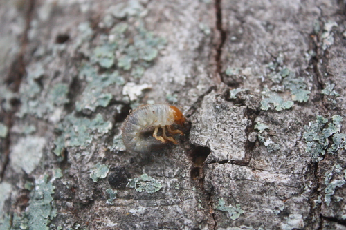Scarabaeidae