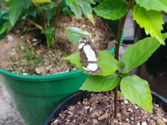 Janatella leucodesma