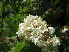 Viburnum sargentii