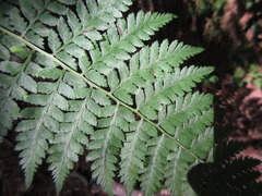 Athyrium yokoscense