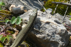 Podarcis muralis muralis