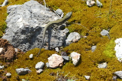 Podarcis muralis muralis