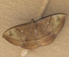 Lygniodes endoleucus