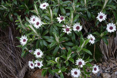 Macrolearia angustifolia