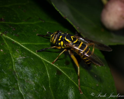 Unknown species found near Parkview Trail, MD, USA