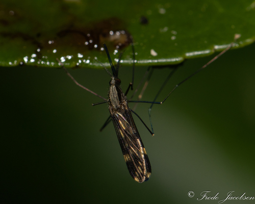 Unknown species found near Parkview Trail, MD, USA