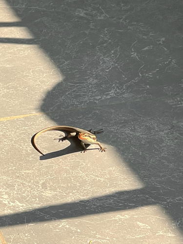 Wahlberg’s Striped Skink