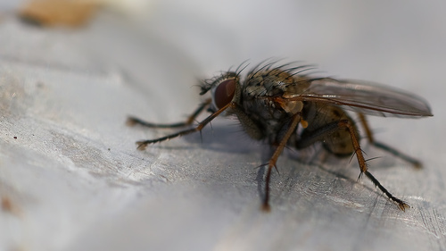 Unknown species found near Provo Bay, Provo, UT 84601, USA