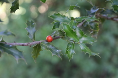 Maytenus ilicifolia