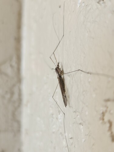 Unknown species found near Pasco County, FL, USA