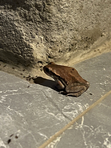 African Red Toad