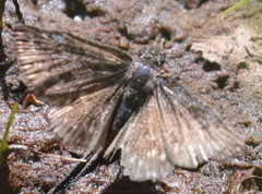 Erynnis persius
