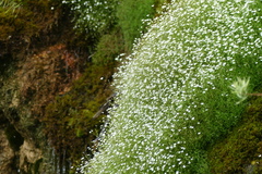 Heliosperma pusillum