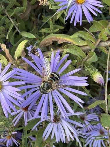 Unknown species found near Racquet Club South, Midland, TX 79705, USA