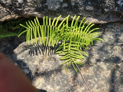 Gleichenia rupestris