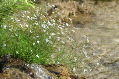 Heliosperma pusillum