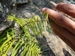 Gleichenia rupestris