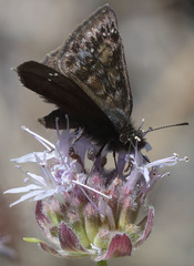 Erynnis pacuvius