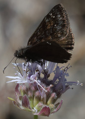 Erynnis pacuvius
