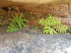 Gleichenia rupestris
