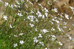 Heliosperma pusillum