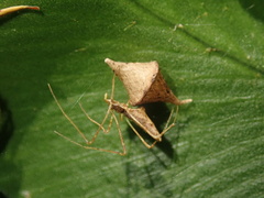 Rhomphaea urquharti