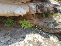 Gleichenia rupestris