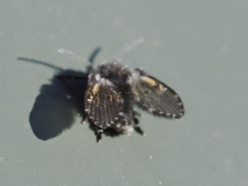 Unknown species found near Sheep Farm Rd, Weybridge, VT, US